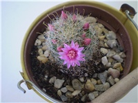 ef18fa72-Picture 295.jpg